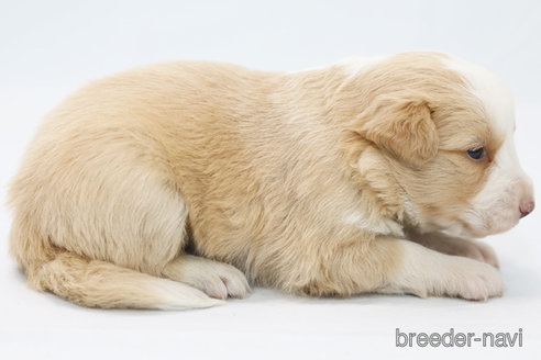 成約済の神奈川県のボーダーコリー-365375の4枚目